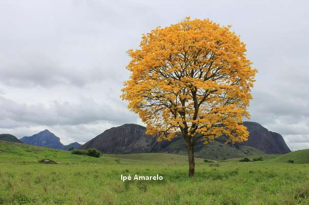 Photo d'un arbre en ipé